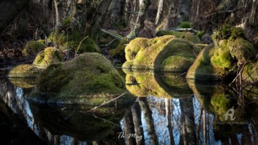 Photography titled "Les marais..." by Thierry Magliulo (Th.Mag), Original Artwork