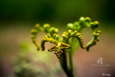 Photography titled "Végétale... Presque…" by Thierry Magliulo (Th.Mag), Original Artwork