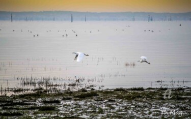 Photography titled "Aigrette-Blanche d'…" by Thierry Magliulo (Th.Mag), Original Artwork
