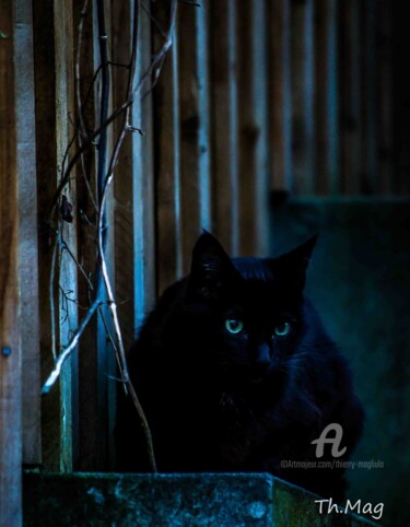 Photographie intitulée "Le chat légende du…" par Thierry Magliulo (Th.Mag), Œuvre d'art originale