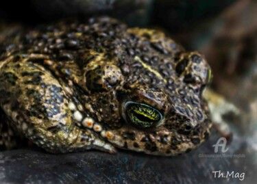 Photography titled "Mon ami crapaud !" by Thierry Magliulo (Th.Mag), Original Artwork