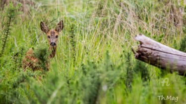 Photographie intitulée "Cache cache ..." par Thierry Magliulo (Th.Mag), Œuvre d'art originale