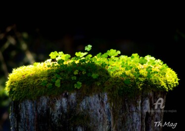 Photographie intitulée "Douce ambiance ..." par Thierry Magliulo (Th.Mag), Œuvre d'art originale