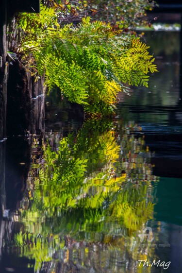 Photography titled "Paroles de fougères…" by Thierry Magliulo (Th.Mag), Original Artwork