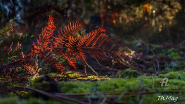 Photographie intitulée "Ambiance automnale" par Thierry Magliulo (Th.Mag), Œuvre d'art originale