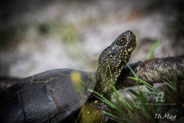 Fotografia intitolato "Tortue cistude d'Eu…" da Thierry Magliulo (Th.Mag), Opera d'arte originale