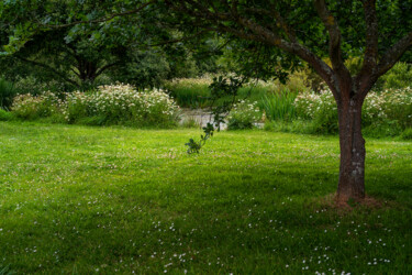 Photographie intitulée "Carantec, le jardin…" par Thierry Martin, Œuvre d'art originale, Photographie numérique
