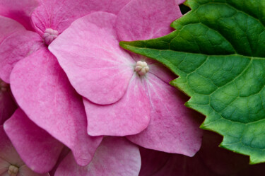 Photography titled "Hortensia 6." by Thierry Martin, Original Artwork, Digital Photography