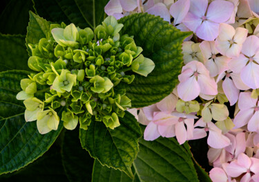 Photography titled "Hortensia 19." by Thierry Martin, Original Artwork, Digital Photography