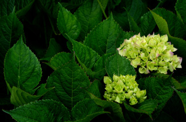 Photography titled "Hortensia 39." by Thierry Martin, Original Artwork, Digital Photography