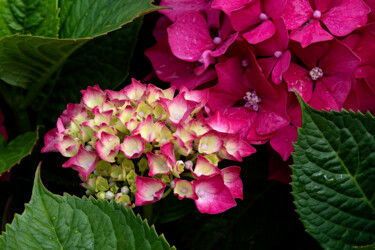 Photography titled "Hortensia 42." by Thierry Martin, Original Artwork, Digital Photography