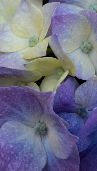 Photography titled "Hortensia 50." by Thierry Martin, Original Artwork, Digital Photography