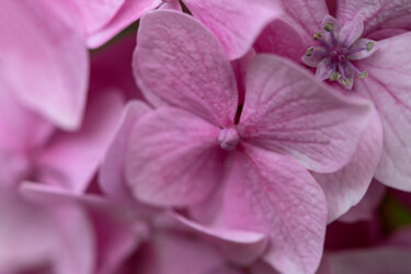 Fotografia zatytułowany „Hortensia 62.” autorstwa Thierry Martin, Oryginalna praca, Fotografia cyfrowa