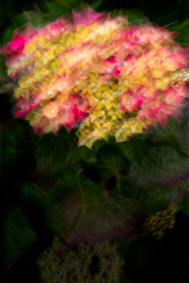 Photography titled "Hortensia 65." by Thierry Martin, Original Artwork, Digital Photography