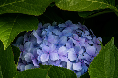 Photography titled "Hortensia 69." by Thierry Martin, Original Artwork, Digital Photography