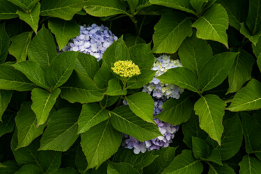 Photography titled "Hortensia 79." by Thierry Martin, Original Artwork, Digital Photography