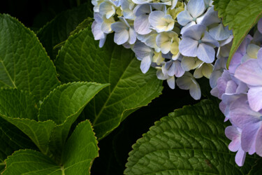 Photography titled "Hortensia 82." by Thierry Martin, Original Artwork, Digital Photography