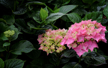 Photography titled "Hortensia 90." by Thierry Martin, Original Artwork, Digital Photography