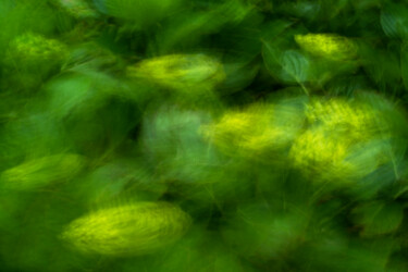 Photography titled "Hortensia 92 le pri…" by Thierry Martin, Original Artwork, Digital Photography