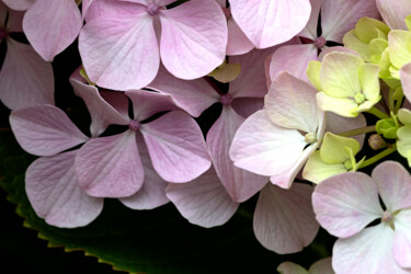 Photographie intitulée "Hortensia 94." par Thierry Martin, Œuvre d'art originale, Photographie numérique