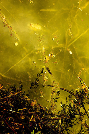 Gold / Doré Photographie intitulée "Gold / Doré" par Thomas Collignon, Œuvre d'art originale, Photographie numérique