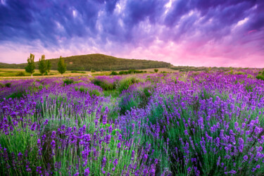 Photography titled "Lavender fields in…" by Thomas Jones, Original Artwork, Digital Photography
