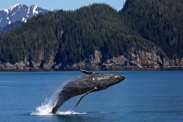 Photography titled "Humpback whale jump…" by Thomas Jones, Original Artwork, Digital Photography