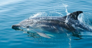 Photography titled "Dolphin splashing i…" by Thomas Jones, Original Artwork, Digital Photography