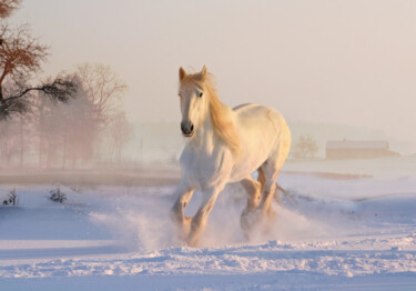 Photography titled "White horse running…" by Thomas Jones, Original Artwork, Digital Photography