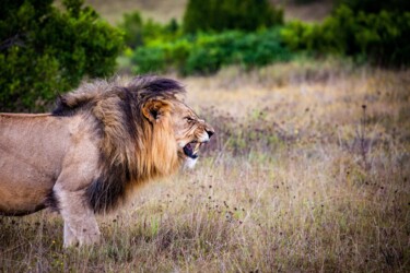 Photography titled "African lion roarin…" by Thomas Jones, Original Artwork, Digital Photography