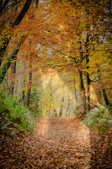 Fotografía titulada "Die Frau im Wald" por Thorsten Fisseler, Obra de arte original, Fotografía digital