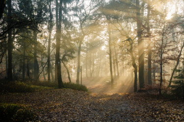 Photographie intitulée "Im Nebel" par Thorsten Fisseler, Œuvre d'art originale, Photographie numérique