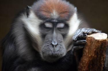 Photography titled "Relaxing Monkey" by Thorsten Müller, Original Artwork, Digital Photography