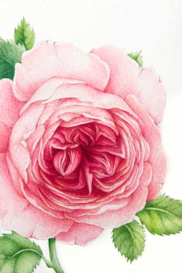 Painting titled "David Austin Rose" by Tanya Azarchik, Original Artwork, Watercolor