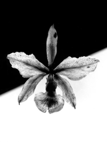 Fotografia intitolato "orchidea" da Tiberio França Photographer, Opera d'arte originale