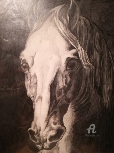 Drawing titled "Tête de cheval" by Tibor Valetti, Original Artwork, Graphite