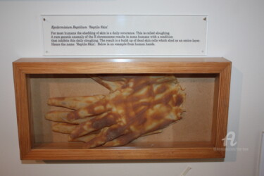 Installation titled "Epidermisium Reptil…" by Tina Lane, Original Artwork