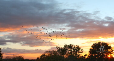 Photography titled "Birds" by Tina Lane, Original Artwork