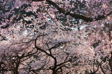 Photography titled "Sakura" by Tina Lane, Original Artwork