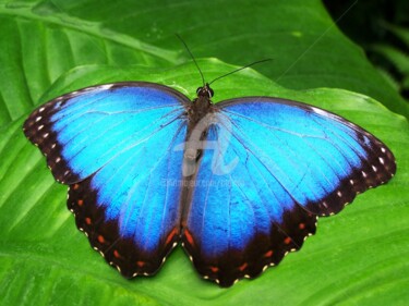 Fotografia intitolato "Butterfly." da Tito Villa, Opera d'arte originale