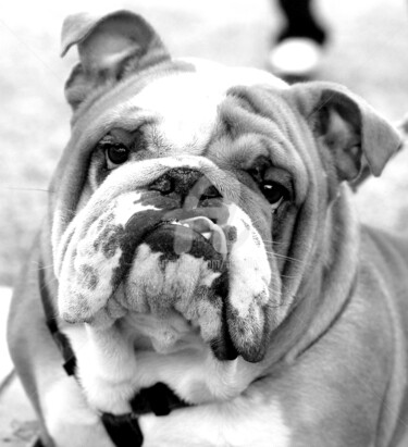 Photographie intitulée "Bulldog anglais." par Tito Villa, Œuvre d'art originale