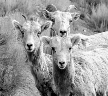 Fotografie getiteld "Trois mouflons." door Tito Villa, Origineel Kunstwerk