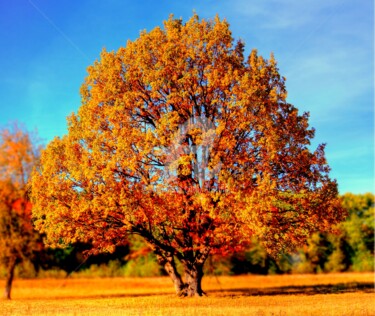 Photography titled "Été indien." by Tito Villa, Original Artwork