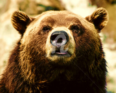 Fotografia zatytułowany „Brown bear. Ours br…” autorstwa Tito Villa, Oryginalna praca