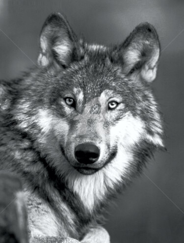 Fotografie getiteld "Wolf. Loup" door Tito Villa, Origineel Kunstwerk