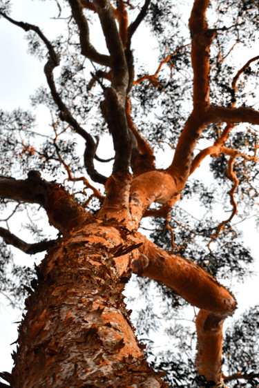 Photographie intitulée "L'arbre rouge" par Tiziano T., Œuvre d'art originale