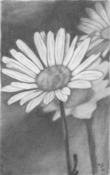 Daisies Flower Drawing, charcoal, hyperrealism, artwork by Tammy Carrick