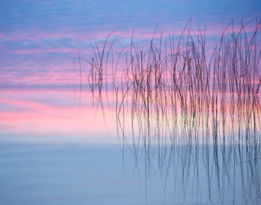 Photography titled "Sunset Reeds" by Tom Reynen, Original Artwork