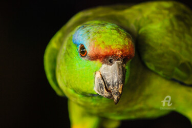 Fotografie getiteld "Papagaio da Amazônia" door Toninho Castro, Origineel Kunstwerk, Digitale fotografie