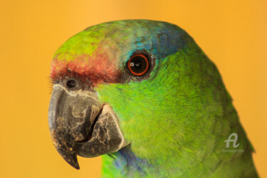Fotografia intitolato "Papagaio da Amazôni…" da Toninho Castro, Opera d'arte originale